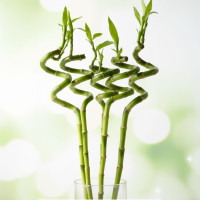 Lucky bamboo torneado